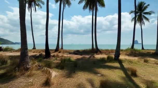 Coco palmeiras na praia belo dia ensolarado, Bom tempo dia verão férias fundo - Filmagem, Vídeo