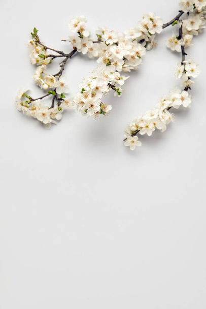 Kwitnące gałęzie na białym tle - Zdjęcie, obraz