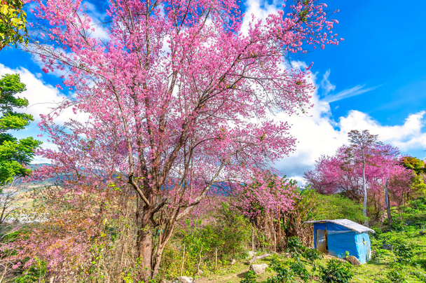 Da Lat, Vietnam - Janvier 23rd, 2023 : Cerisier abricot fleurir brillamment dans la matinée de printemps sur la colline attirer les touristes à visiter à Da Lat, Vietnam. - Photo, image