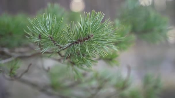 Gros plan de la branche de pin avec des aiguilles vertes - Séquence, vidéo