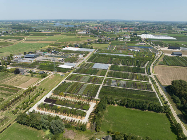 Aerial top down drone view of a tree plantation farm in The Netherlands. - 写真・画像
