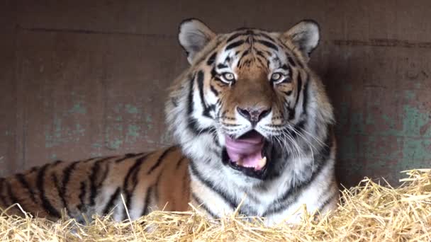 A szibériai tigris, a Panthera tigris altaica a legnagyobb macska a világon. - Felvétel, videó