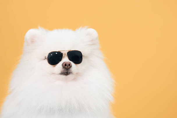 A white Pomeranian wearing a sunglasses. Pomeranian dog with yellow backdrop and copy space. - Foto, imagen