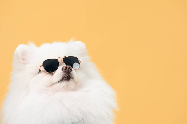 Bílý Pomořan se slunečními brýlemi. Pomeranian pes se žlutým pozadím a kopírovat prostor. - Fotografie, Obrázek