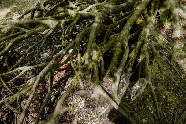raízes fortes de uma árvore perto de um riacho na floresta - Foto, Imagem
