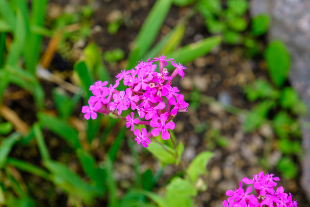 Sweet William Catchfly, un racimo de flores de Silene armeria que florece con muchas flores de color rosa carmesí. Hermosas flores pequeñas. - Foto, imagen