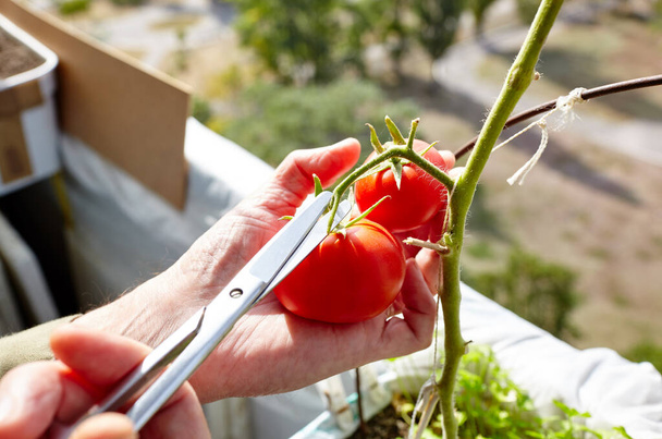Men's hands harvests cuts the tomato plant with scissors. Farmer man gardening in home greenhouse - Foto, Imagem