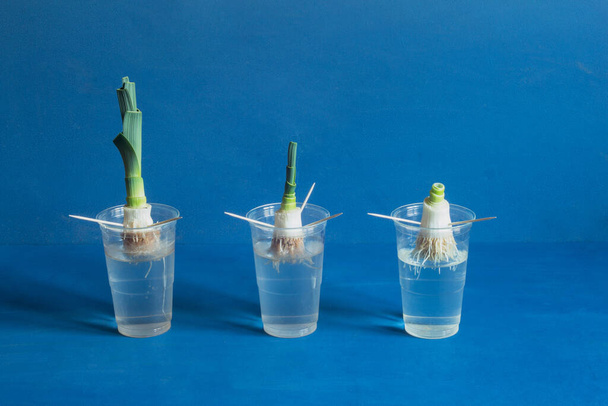 Three leek roots displaying different stages of growth in transparent plastic cups filled halfway with water, showcasing the changes in both the roots and leaves against a blue studio background. - Photo, Image