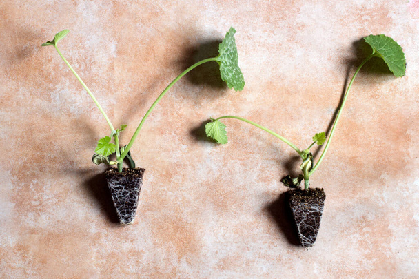 Deux plantules de courgettes aux racines visibles prêtes à être transplantées sont exposées au premier plan sur un fond de studio abstrait. Culture de légumes à la maison. - Photo, image