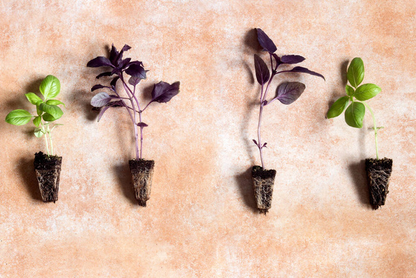 An overhead view of four basil seedlings, two green and two purple, showcasing their visible roots on a pastel watercolor abstract background. - Photo, Image