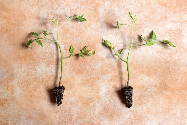 Vue aérienne de deux semis de tomate avec des feuilles jaunies et des racines visibles montrant les premiers stades de croissance de la tomate sur un fond aquarelle pastel. Jardinage à domicile - Photo, image
