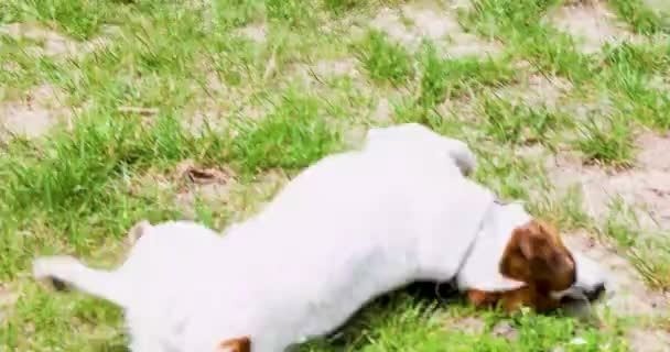bonito jack russell terrier, cão companheiro para secar na grama após o banho. passeios de fim de semana - Filmagem, Vídeo