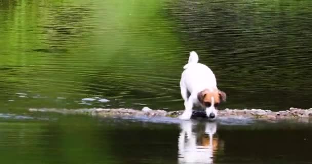 vtipný společník pes Jack Russell teriér chytá vánek ve vodě na mostě. procházka - Záběry, video