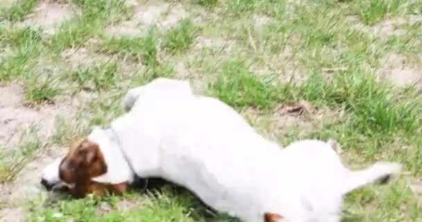 милый Джек Рассел терьер, собака-компаньон, чтобы высохнуть на траве после купания. прогулки в выходные - Кадры, видео