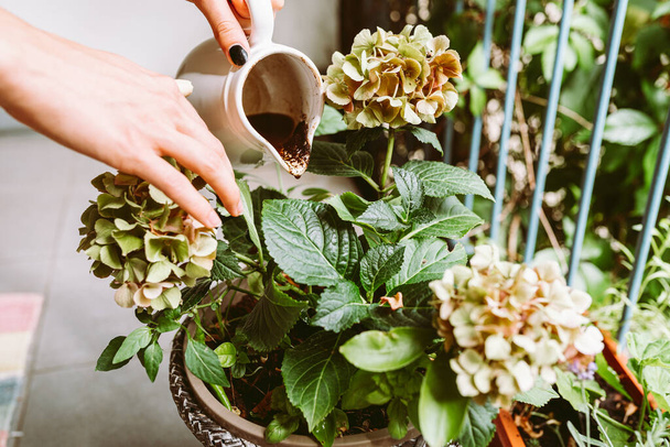 Café moulu, résidus de café, marc de café, jeté sous la brousse d'hortensia, en pot de fleurs, est un engrais naturel, jardinage Hobby - Photo, image