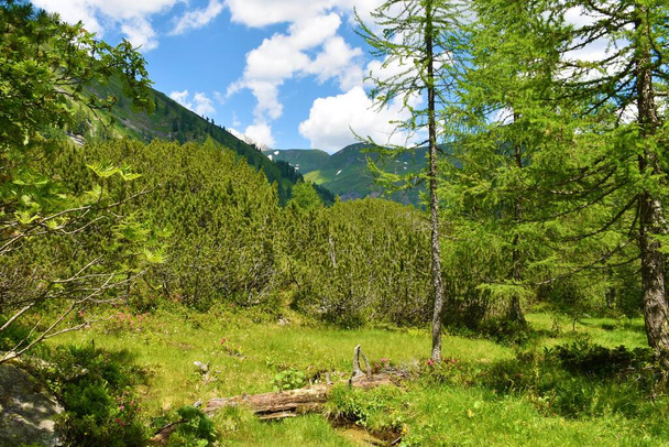 Prairie alpine avec mélèze (Larix decidua) et pin mugo (Pinus mugo) en Haute Tauern, Autriche - Photo, image