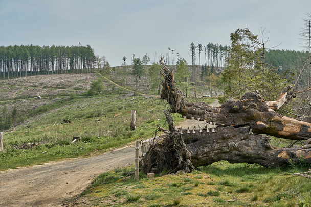 vieux tronc d'arbre tombé transformé en sculpture d'un dragon le long d'un sentier de randonnée dans les montagnes Rothaarsteig menant à travers une zone fortement déboisée. - Photo, image