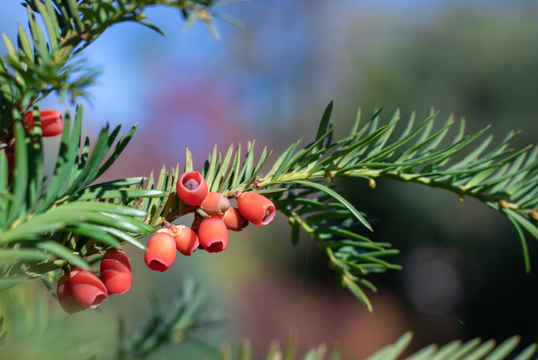 Egy rakás érett vörös bogyós tiszafa az őszi kertben. Taxus baccata gyümölcs mérgező és ehetetlen. A sövényekben használt dísznövény. A te európaid tűlevelű bokrok. Ív és nyíl készítésére szolgáló anyag. - Fotó, kép