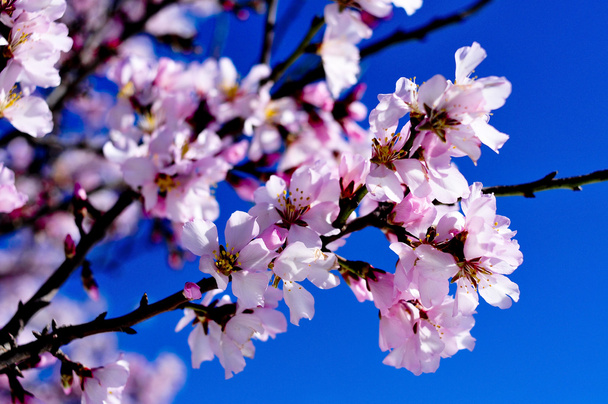 Цветение миндаля
 - Фото, изображение