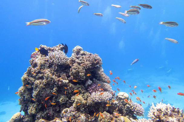 Colorful, picturesque coral reef at the sandy bottom of tropical sea, hard corals, anthias and thalassoma fishes, underwater landscape - Photo, Image