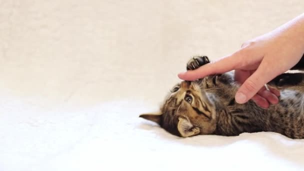 Gatito juguetón. Un gatito pequeño juega con una mano femenina sobre un fondo claro, una tela a cuadros blanca. Hogar mascota - Metraje, vídeo
