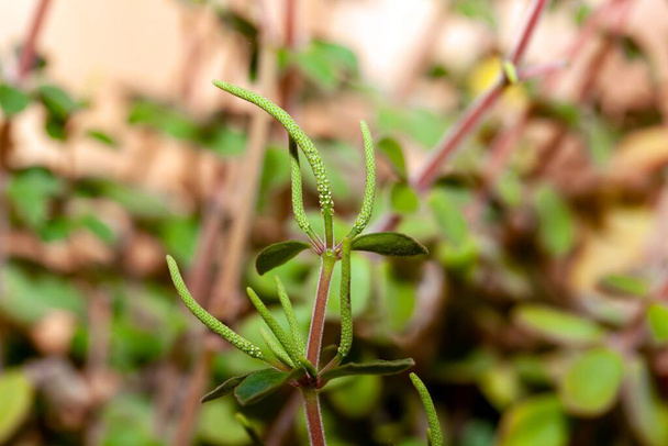 Суцвіття рослини Peperomy verticillata - Фото, зображення