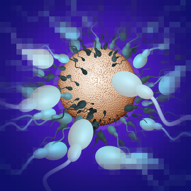 espermatozóides em direcção ao ovo
 - Foto, Imagem