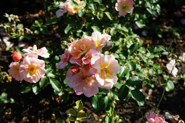 Ground cover rose, Rosa 'Jazz', ανθίζει με χάλκινο-πορτοκαλί για να ροδακινί κίτρινα λουλούδια τον Ιούλιο στο πάρκο. Το τριαντάφυλλο είναι ένα ξυλώδες πολυετές ανθοφόρο φυτό του γένους Rosa, της οικογένειας Rosaceae. Βερολίνο, Γερμανία - Φωτογραφία, εικόνα