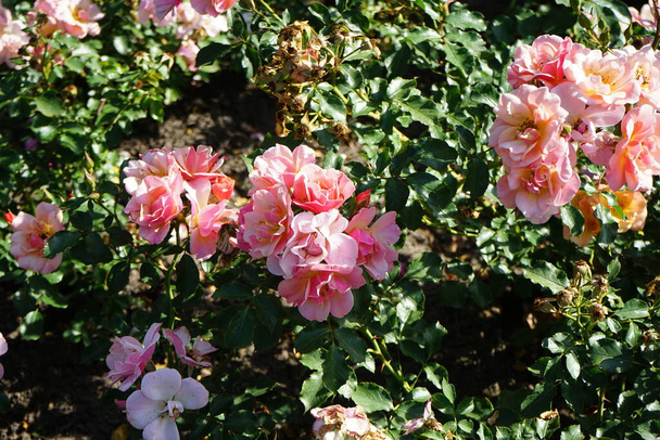 Rosa de la cubierta del suelo, Rosa 'Jazz', florece con flores de color cobre-naranja a amarillo melocotón en julio en el parque. Rose es una planta leñosa perenne del género Rosa, perteneciente a la familia Rosaceae. Berlín, Alemania - Foto, Imagen
