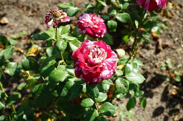 Hibrid tea rózsa, Rosa "Julio Iglesias", virágzik tejszínnel és sötétvörös márványvirágokkal júliusban a parkban. Rose egy fás évelő virágzó növény a Rosa nemzetség, a család Rosaceae. Berlin, Németország  - Fotó, kép