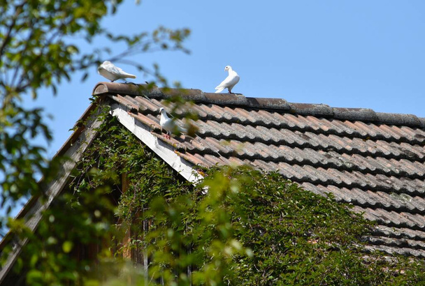 palomas blancas domésticas se sientan en el techo de baldosas de la casa - Foto, Imagen