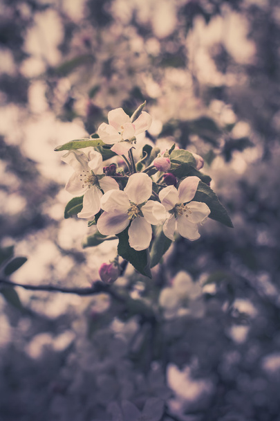 Blooming apple tree branches - Photo, Image