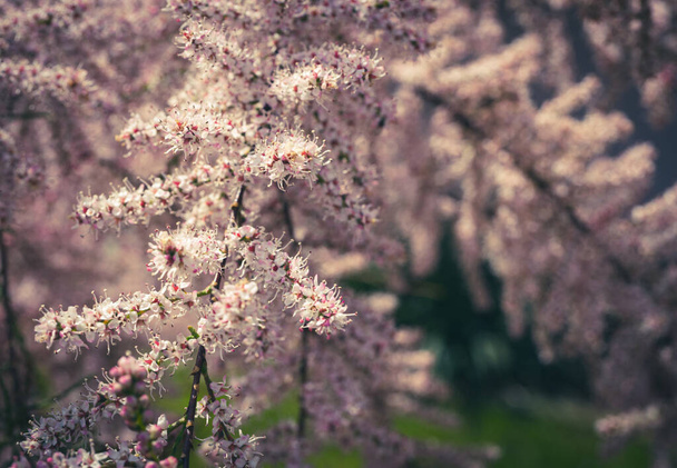 Tamarix Flowers, Pink Tamarisk Closeup, Flowering Tree Salt Cedar Tree, Taray Macro Photo, Blurred Background, Selective Focus - Photo, Image