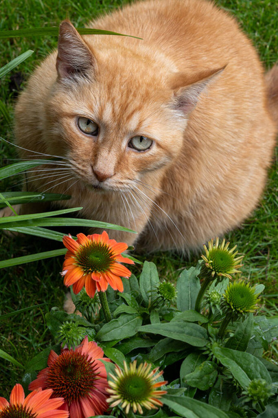 Iso vanha inkivääri kissa pitkät viikset istuu puutarhassa kesällä - Valokuva, kuva