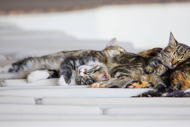 Verschillende kittens slapen, genieten van een vredige lentedag, leggen de onschuld en schattigheid van deze jonge katjes vast - Foto, afbeelding