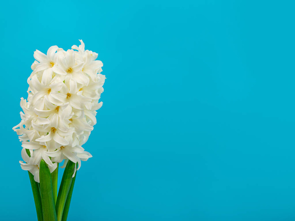 Hyacinth Isolated on Blue Background, Spring Flower Closeup with Copy Space, Beautiful Hyacinthus Flowers, White Hyacinth Banner - Foto, afbeelding