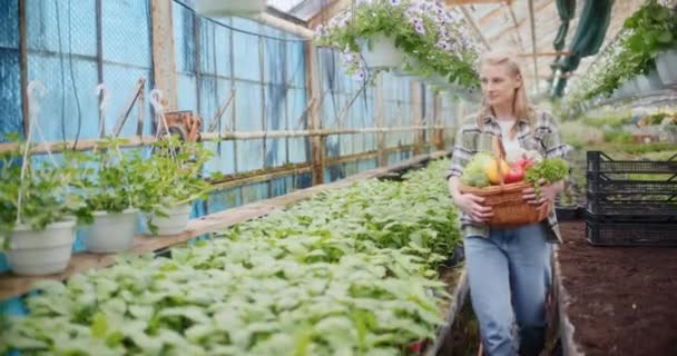 A mosolygó gazdák lassú mozgása a betakarított ökológiai zöldségekkel az üvegházban lévő növények mellett sétáló kosárban. - Felvétel, videó