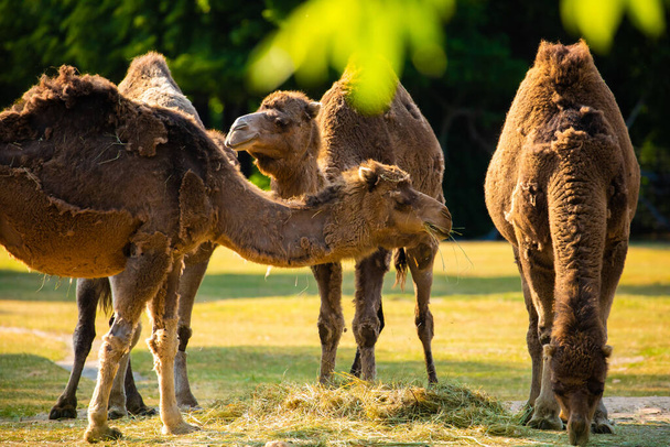 verschillende kamelen eten gras bij zonsondergang. Dieren in dierentuin en reisconcept. verpakte dieren - Foto, afbeelding