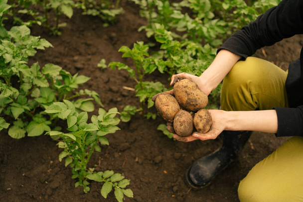 nainen kyykistely ja pitämällä klubin perunat lähellä märkää maahan taustaa vasten vihreitä kasveja. luonnonmukaisen maatalouden ja kasvintuotannon käsite - Valokuva, kuva