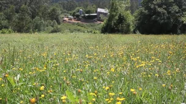 κίτρινα λουλούδια στα βουνά στη βόρεια Ισπανία - Πλάνα, βίντεο