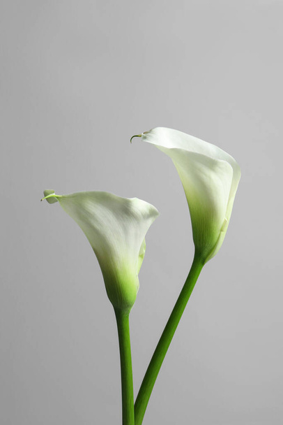 Beautiful calla lily flowers on white background - Fotografie, Obrázek