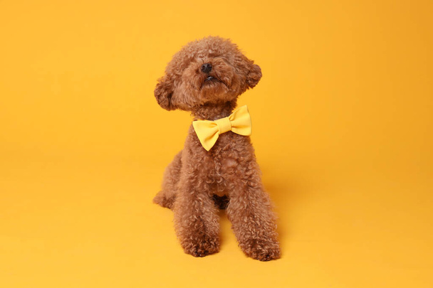 Cute Maltipoo dog with yellow bow tie on neck against orange background - Fotó, kép