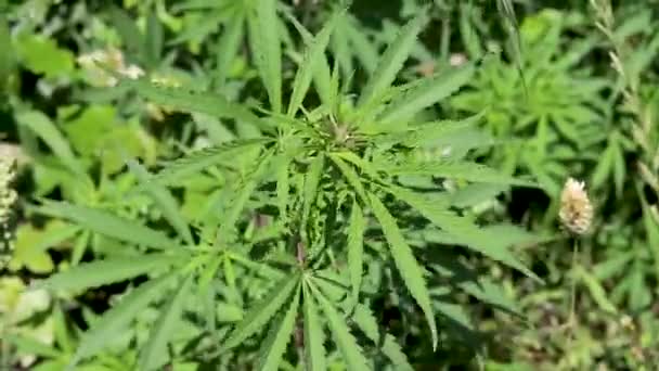 Marihuana villi kasvi lähikuva näkymä - Materiaali, video