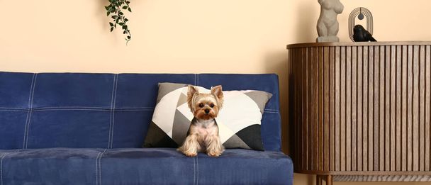 Милий йоркширський тер'єр собака сидить на дивані у вітальні - Фото, зображення