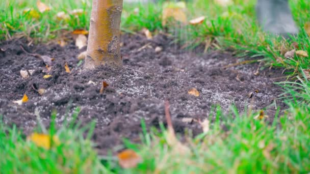 Szemcsés műtrágyát alkalmaznak a talajra egy fiatal fa alatt, közelről. Gyümölcsfákat etetek a kertben. Kiváló minőségű 4k felvételek - Felvétel, videó