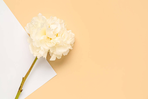 Белый пионский цветок на цветном фоне - Фото, изображение