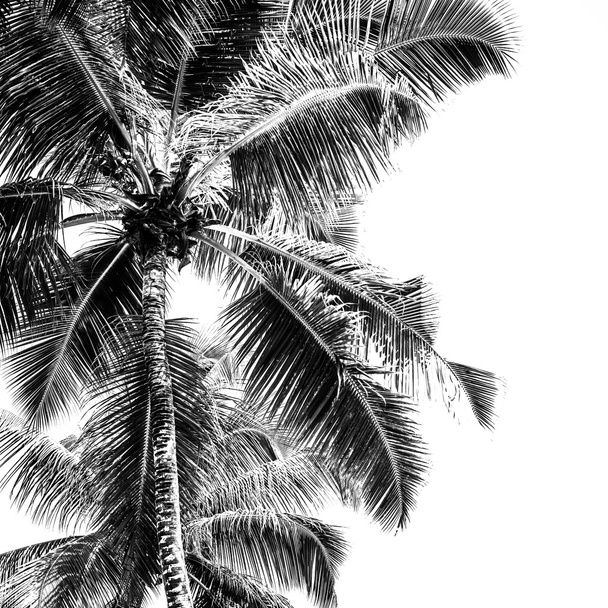 Palmeras altas en una playa tropical
 - Foto, imagen