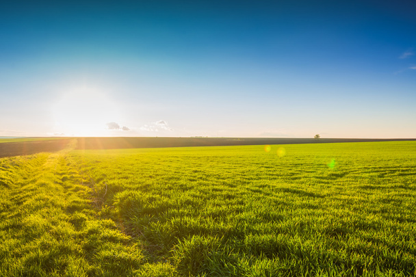 Image of green grass field and blue sky - Photo, Image