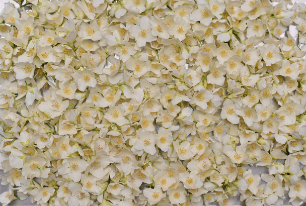 Jasmijn bloem bovenaanzicht textuur achtergrond. - Foto, afbeelding