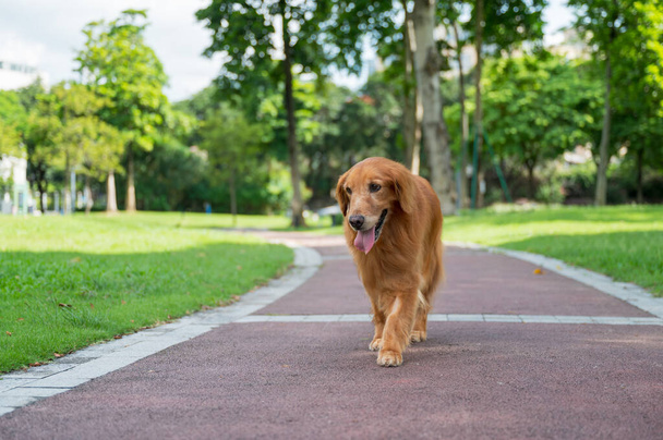 Golden Retriever walking in the park - Photo, image